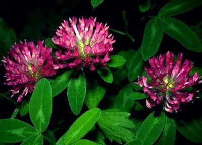 Дневные бабочки — опылители красного клевера